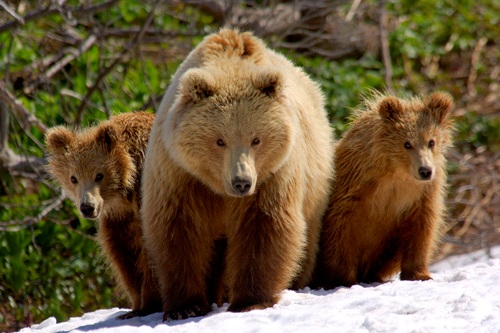 bears