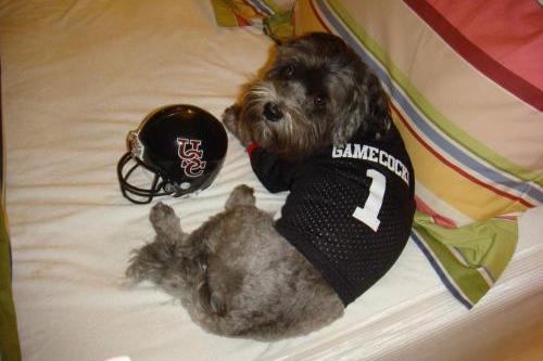 gamecock-dog