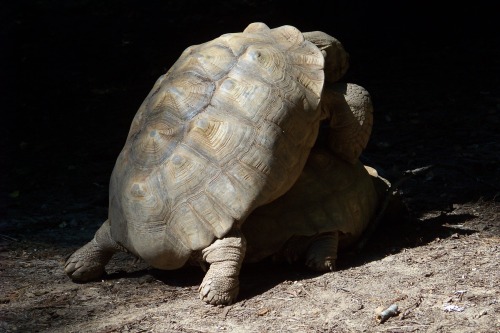 turtles-doing-it