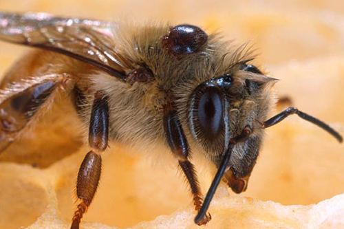 bobby-bee