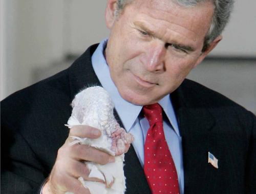 bush-turkey
