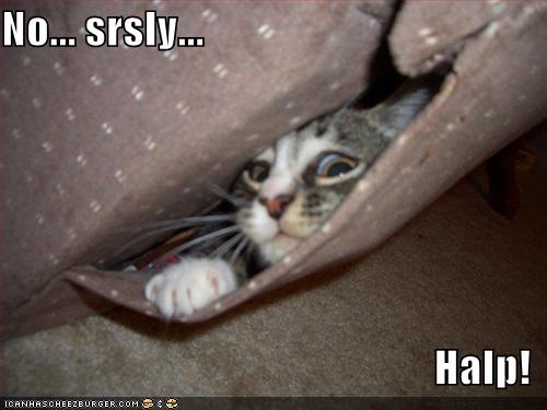 crazy-cat-help