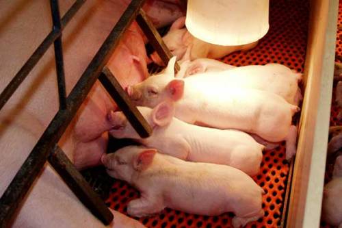 piglets