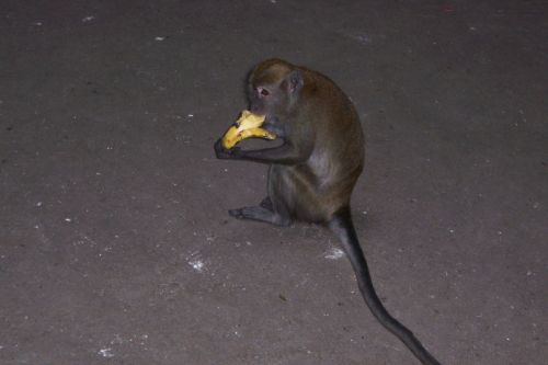 monkey-banana