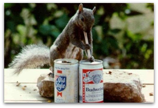 drunk-squirrel