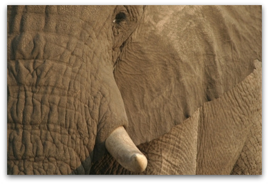 elephant-closeup