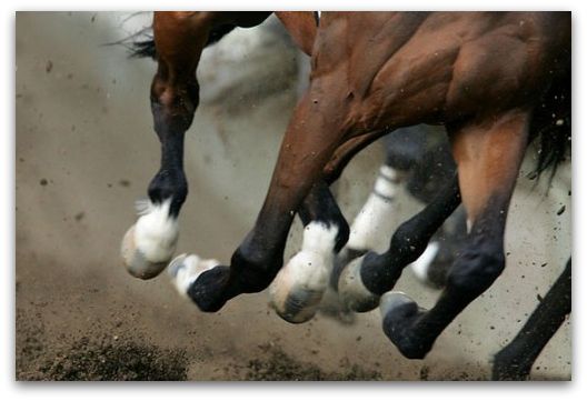 horse-race