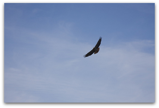 soar