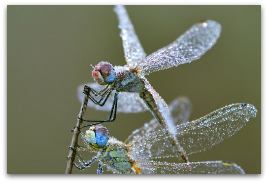 dragonfly-dew