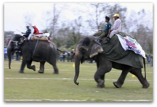 elephant-race