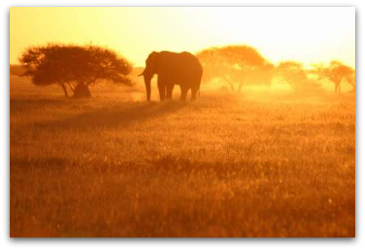elephant-sunset