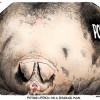 ramirez-pig