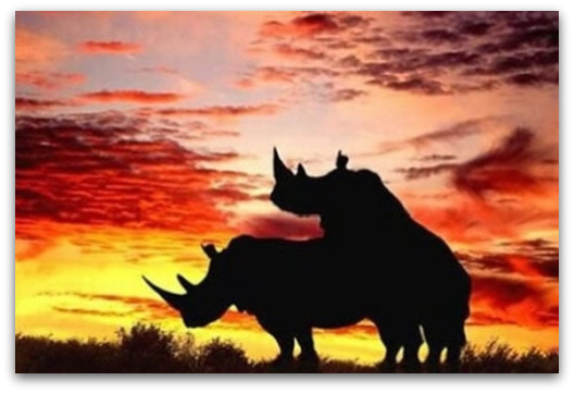 rino-love