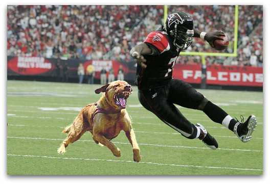vick-dog