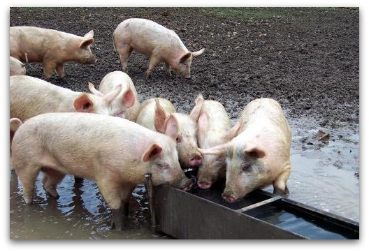 pigs-at-trough pigs-at-trough