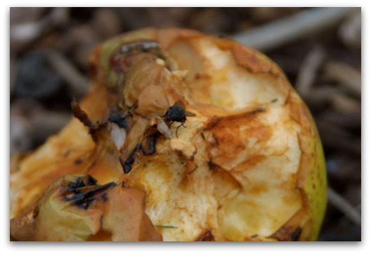 rotten-apples rotten-apples