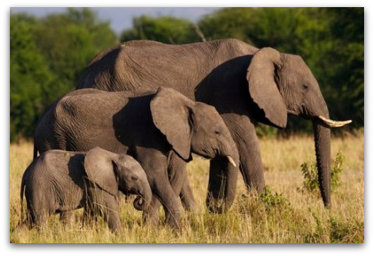three-elephants three-elephants