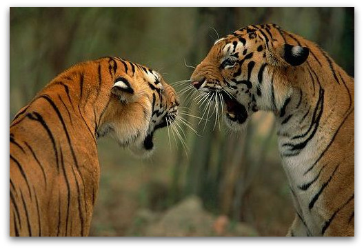 tiger-fight tiger-fight