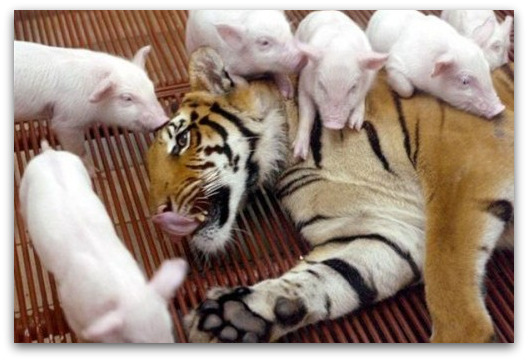 tiger-piglets tiger-piglets