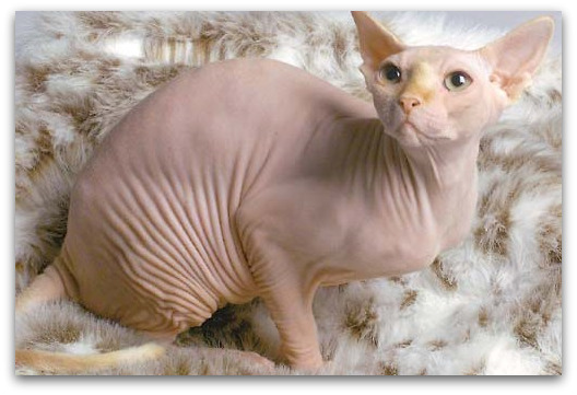hairless-cat hairless-cat