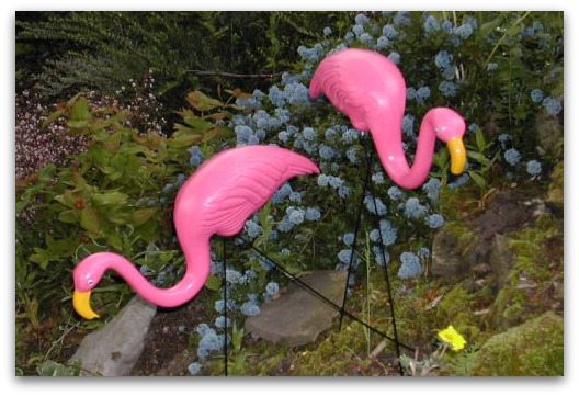 pink-flamingo pink-flamingo