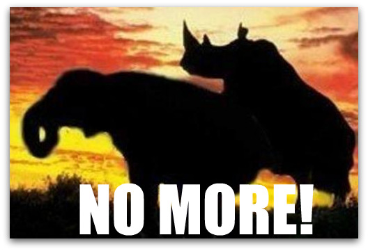 rinos rinos