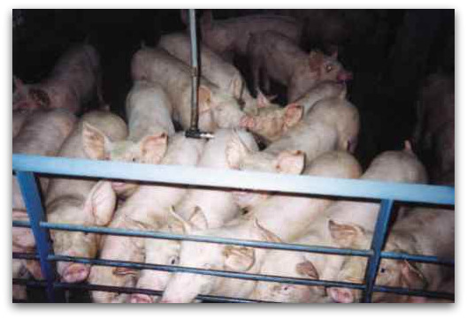 swine-flu swine-flu