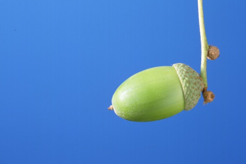 acorn acorn
