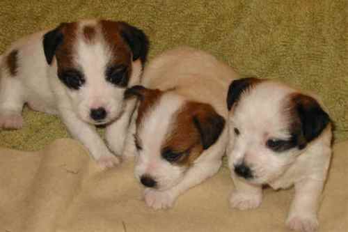 jack-russell-puppies jack-russell-puppies