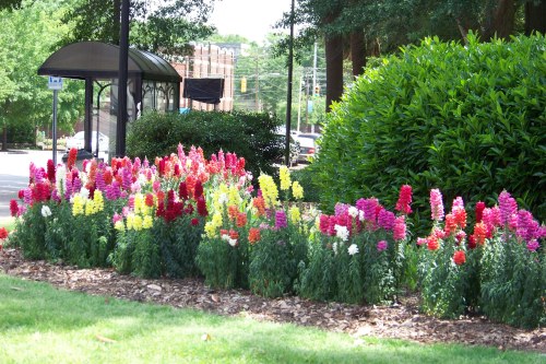 snapdragons snapdragons
