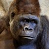 Gorilla Escape At SC Zoo