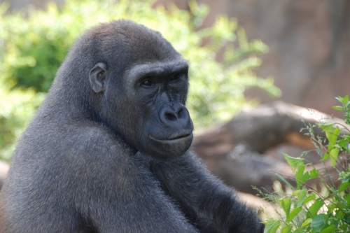 gorilla1 gorilla1