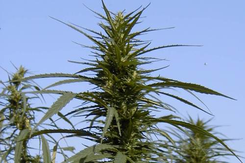 hemp hemp