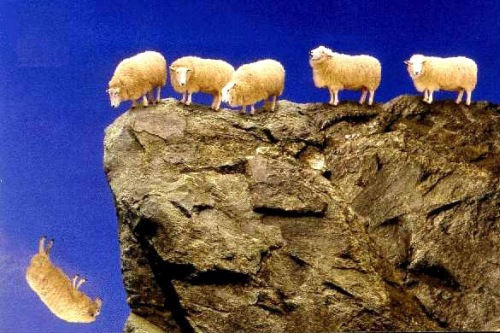 sheep-cliff sheep-cliff