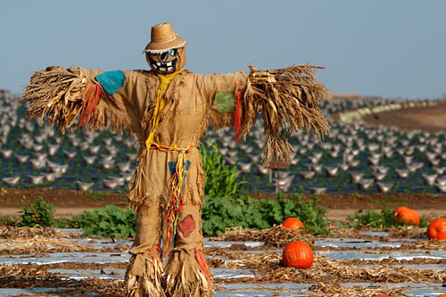 straw-man straw-man