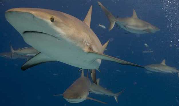 sharks sharks