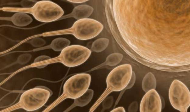 sperm sperm