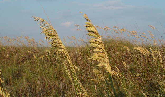 sea oats sea oats