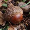 ACORN, What?
