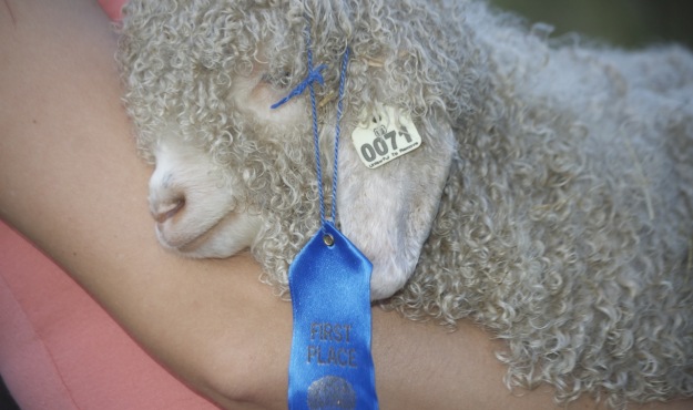 angora goat angora goat