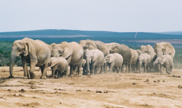elephants elephants