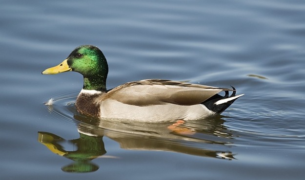 duck duck