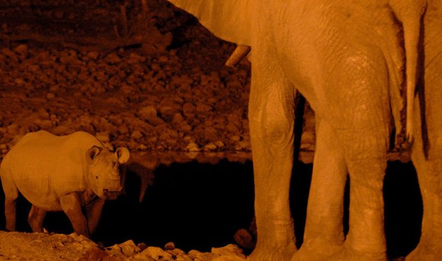 rino elephant