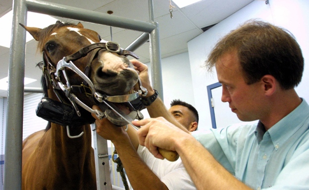 vet