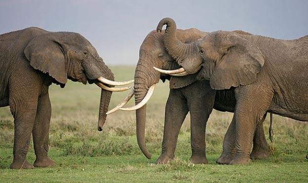 elephants