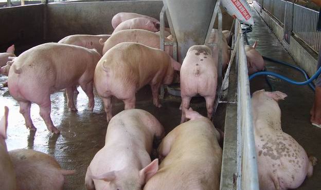 pigs