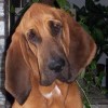 poonhound
