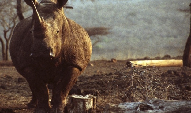 rhinos rhinos