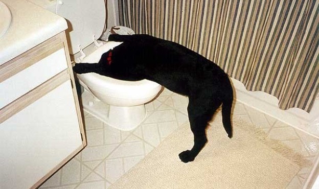 toilet bowl