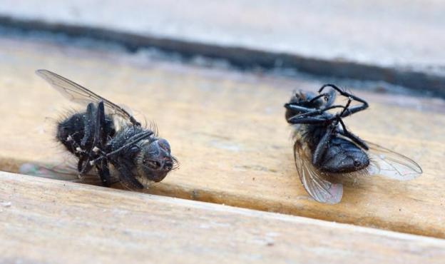 dead flies dead flies